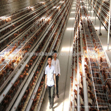 Certificado Soncap fazendas de frango construindo gaiola de frango